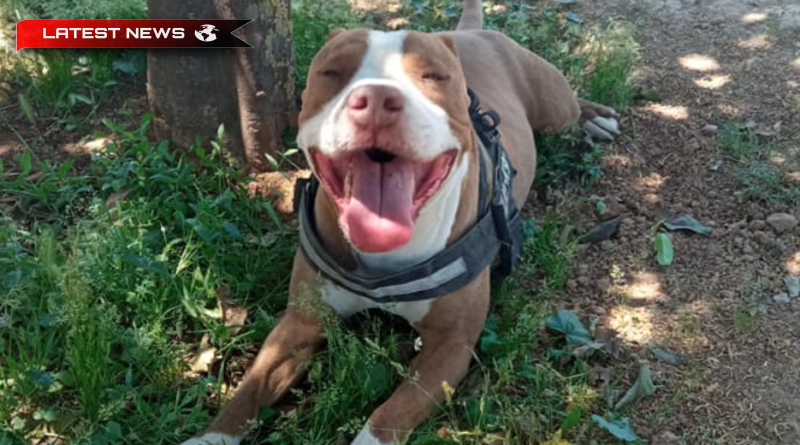Hellas Nice: Un câine a mușcat un ofițer de poliție care investiga un incident de violență domestică