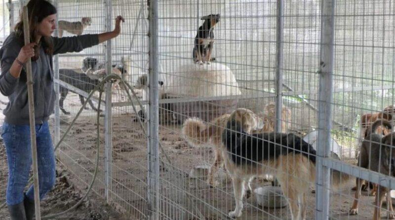 Număr mare de câini vagabonzi - Municipalitățile sunt într-o fundătură