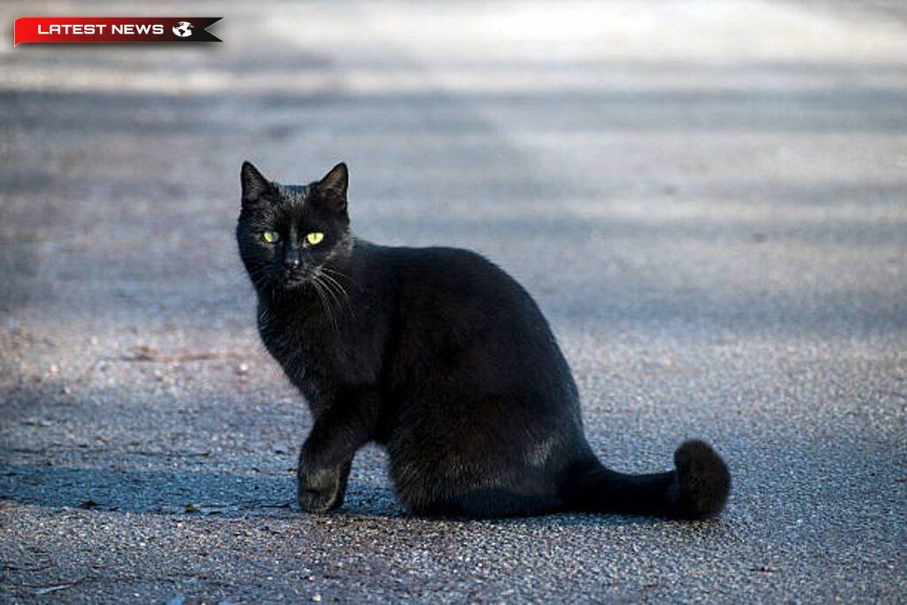 A împușcat o pisică și a fost arestat - Amenda administrativă de 30 de mii de euro