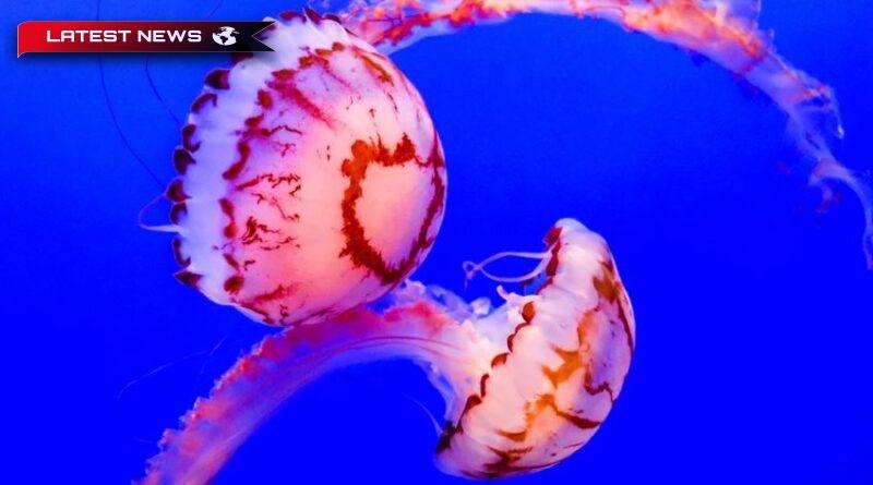 În Marea Egee reapar meduze mari, mov, usturătoare