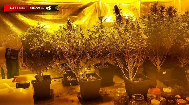 Corint: Două persoane arestate pentru deținerea a aproape patru kilograme de hașiș