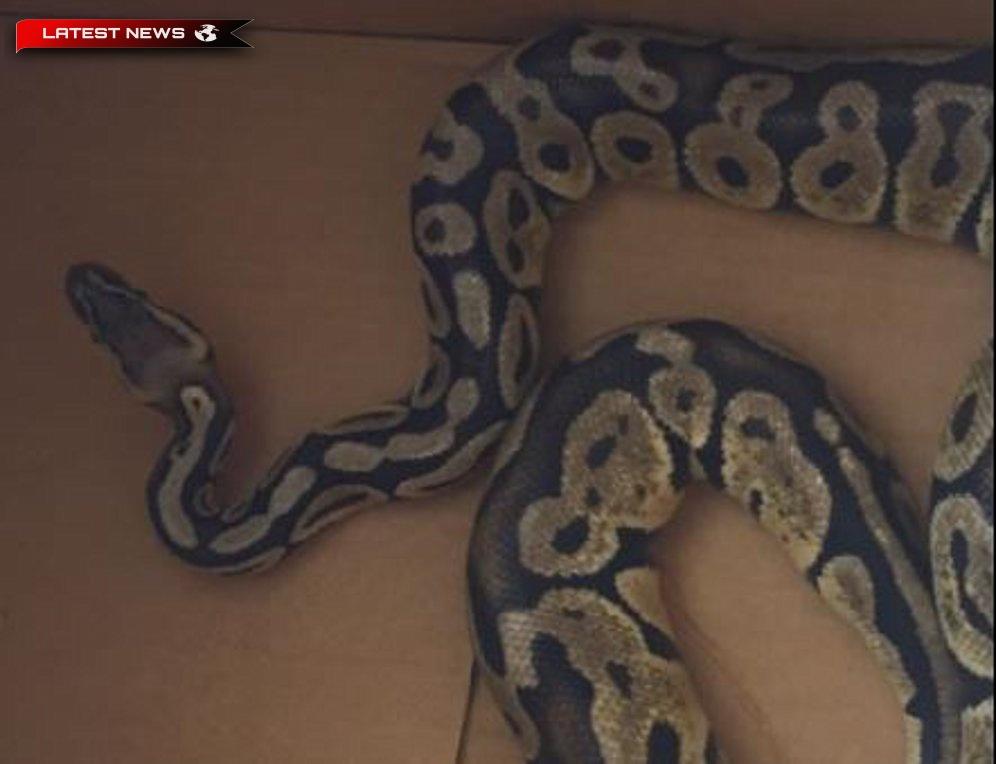 Teroare în Agia Paraskevi: Python a făcut plimbări într-o cameră de zi