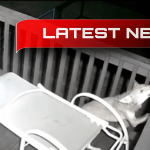 Un videoclip care a strâns milioane de vizionări - un atac al lupului asupra unei pisici domestice curajoase