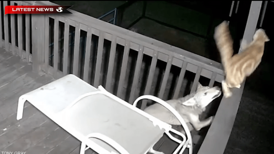 Un videoclip care a strâns milioane de vizionări - un atac al lupului asupra unei pisici domestice curajoase