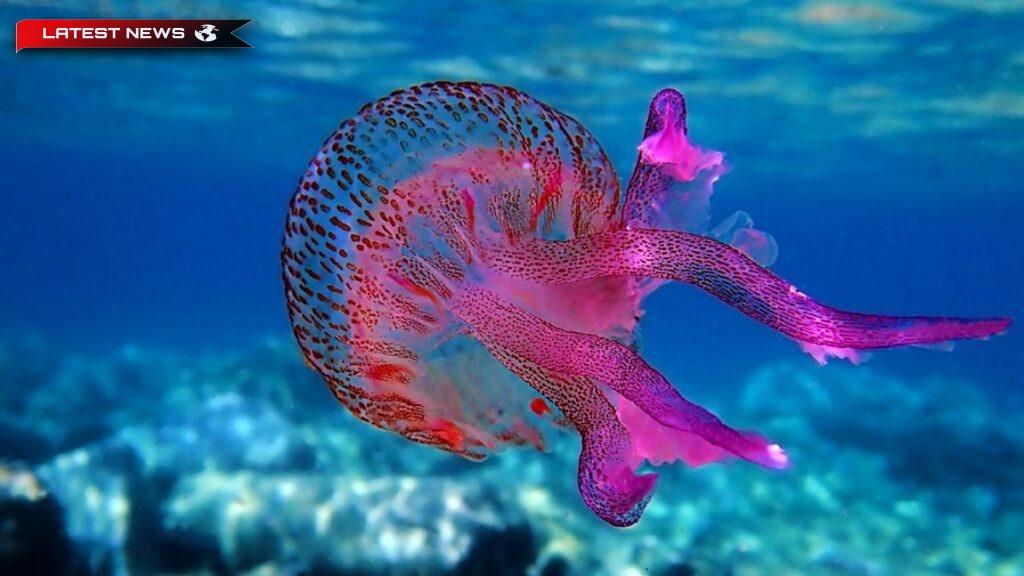 Purple Jellyfish: O hartă a țărmurilor periculoase - Atena și Attica
