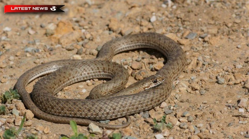 Accident rutier în Larissa: Snake a intrat într-o mașină și a mușcat șoferul