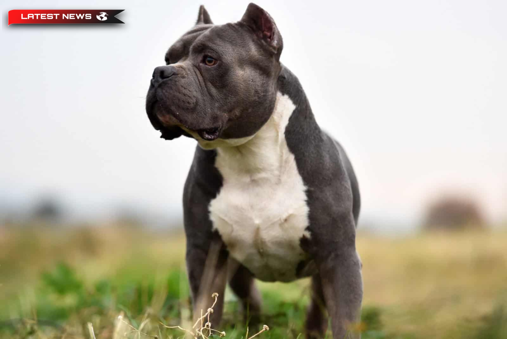 Nu întotdeauna loiali.. câinii își rup stăpânul până la moarte