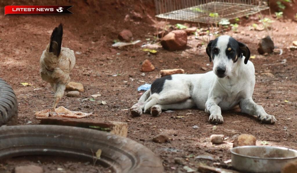 Salonic: A ucis un câine cu o rangă pentru că a mâncat o găină – A fost amendat cu 30.000 de euro