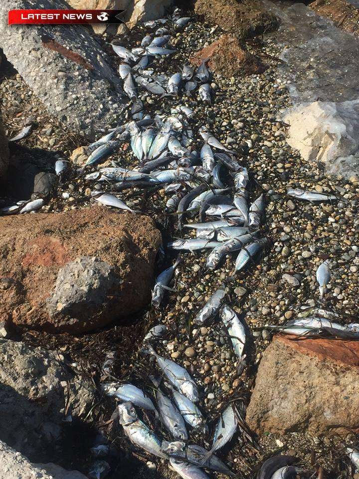 Plaja din Assos Corinthia a fost plină de pești morți (Imagini, Video)