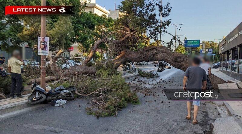 Mărturiile despre bărbatul de 51 de ani care a fost zdrobit de un copac sunt șocante - Vom lua măsuri legale, spune fiul său