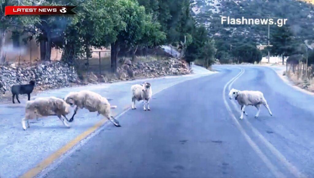 Sfakia: Berbecii transformă drumul în... un inel - Video