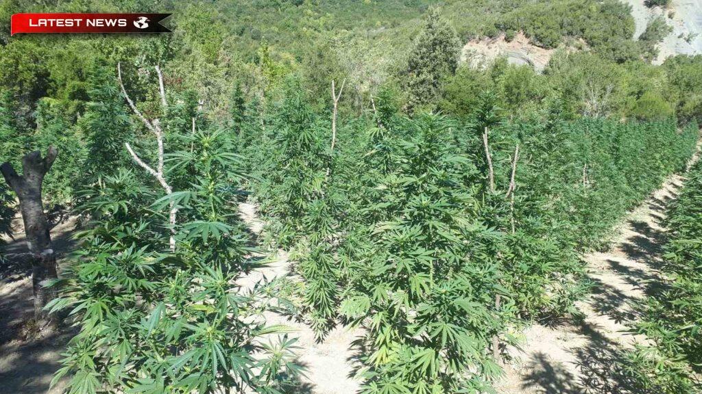 A fost arestat, iar plantele de canabis au fost confiscate din ţarcul oilor