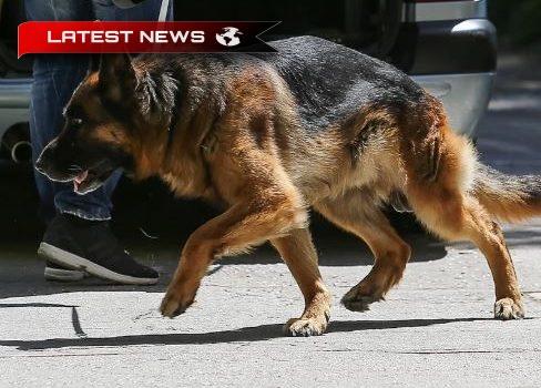 Heraklion: Un câine a atacat o bunica care își ținea în brațe nepotul