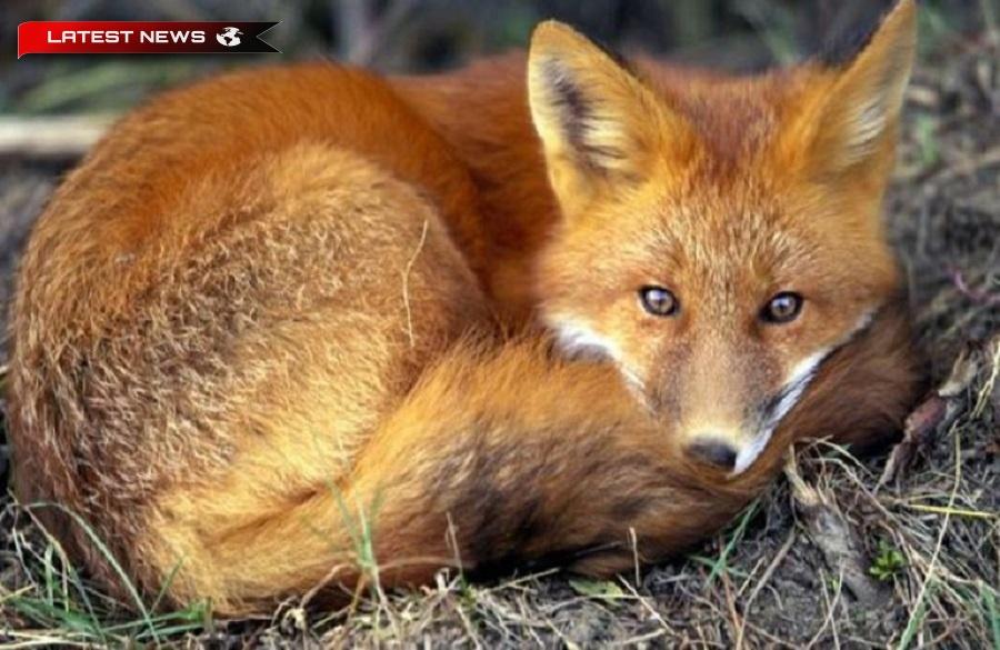 Ioannina: Vulpița și-a „impus” prezența ca animal de companie (Video)
