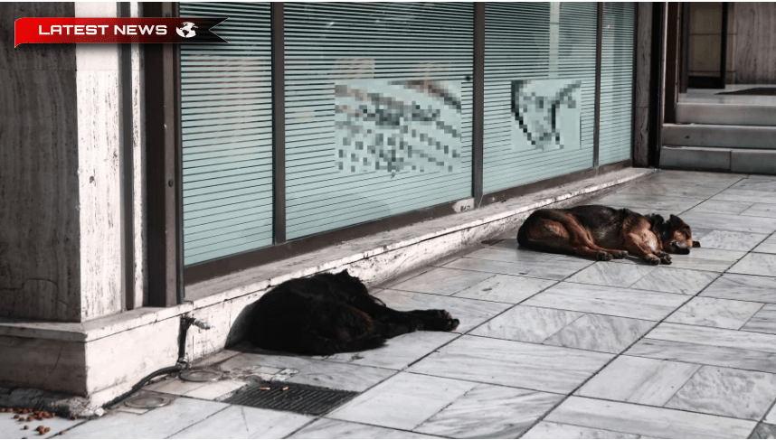 Igoumenitsa: Cătușe pentru un bărbat de 67 de ani care a aruncat capcane în câinii fără stăpân