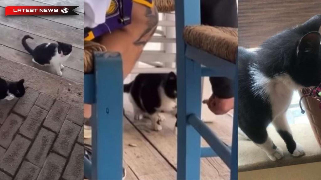 Tânărul care a lovit o pisică într-o tavernă din Edipsos a fost achitat