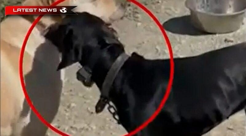 Creta: amendă de 15.600 de euro și arestarea unui bărbat de 67 de ani care a torturat un câine cu șocuri electrice