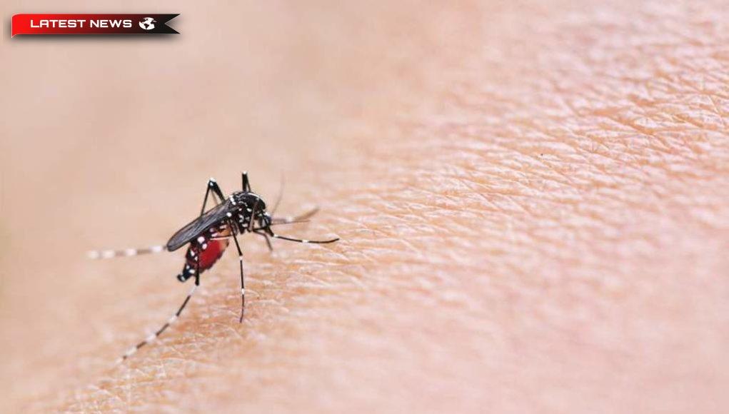 Virusul West Nile: 10 cazuri noi și 26 de decese în Grecia