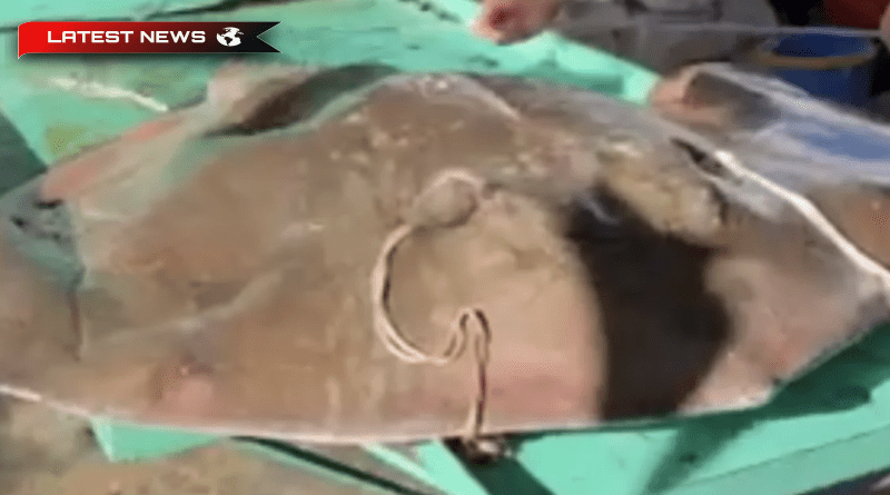 Andros: Au prins o alaforă „fiară” - Cântărește 200 kg și are 1,80 m lungime