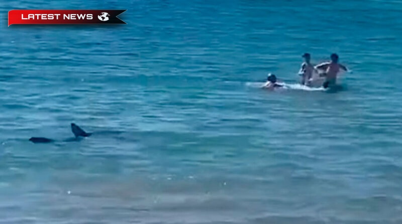 Video: Rechinii atacă înotătorii în apele puțin adânci ale plajei Alicante, Spania