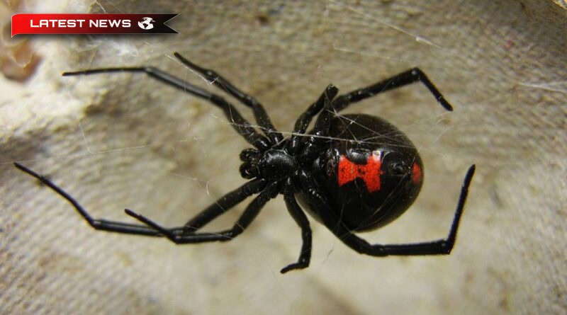 Alertă la Trikala: Un bărbat mușcat de păianjenul „văduvă neagră” - Starea sa s-a stabilizat, dar se așteaptă antidotul.