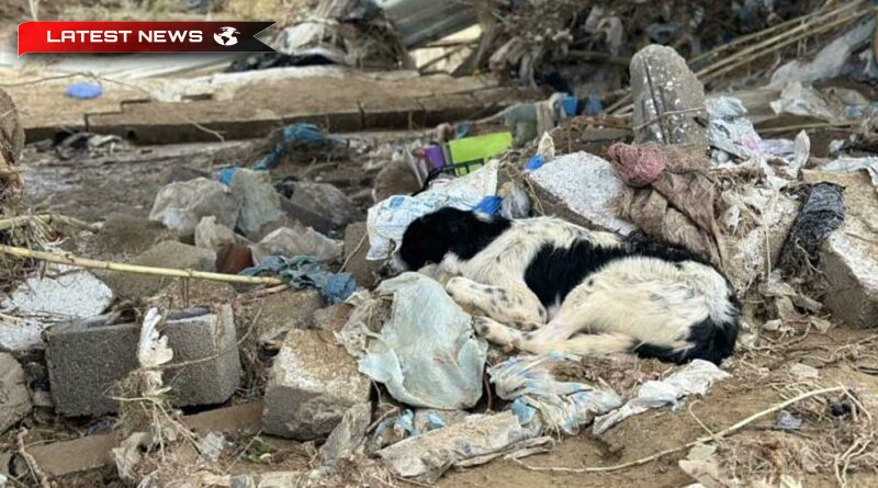 Adăpostul pentru animale fără stăpân gestionat de Grupul Filantropic Volos a suferit o distrugere totală Foto