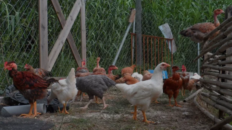 Grecia se confruntă cu amenințarea răspândirii gripei aviare - boala a ajuns deja în Balcani