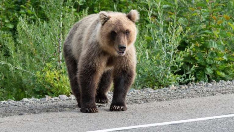 Atac de urs în Zagori: un bătrân rănit grav comunitatea în alertă