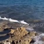 Rechin descoperit pe plaja Stavros din Chania Rechin descoperit pe plaja Stavros din Chania