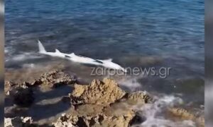 Rechin descoperit pe plaja Stavros din Chania Rechin descoperit pe plaja Stavros din Chania