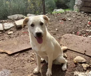 „Albus” cățelușa zâmbitoare găsită în munți caută o familie iubitoare „Albus” cățelușa zâmbitoare găsită în munți caută o familie iubitoare